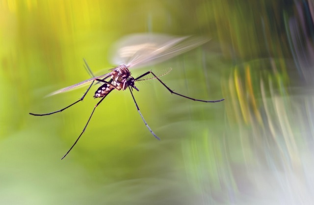 «Что-то ползает под кожей»: в Татарстане объяснили, стоит ли бояться комаров-убийц