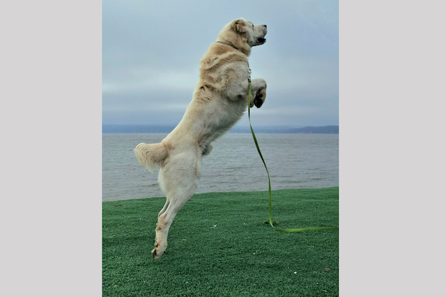 Минниханов поделился забавным фото своего алабая Акдуса