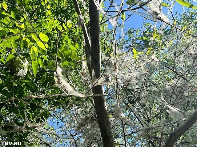 Гусеничный апокалипсис накрыл один из районов Казани