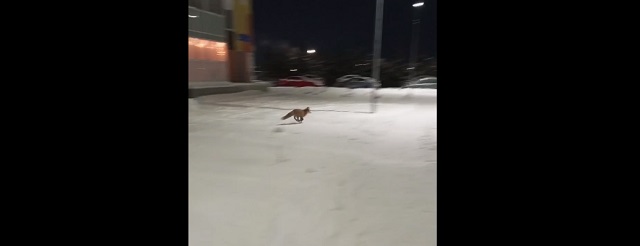 Чаллы урамнарында ач төлкеләрне төшергәннәр - видео