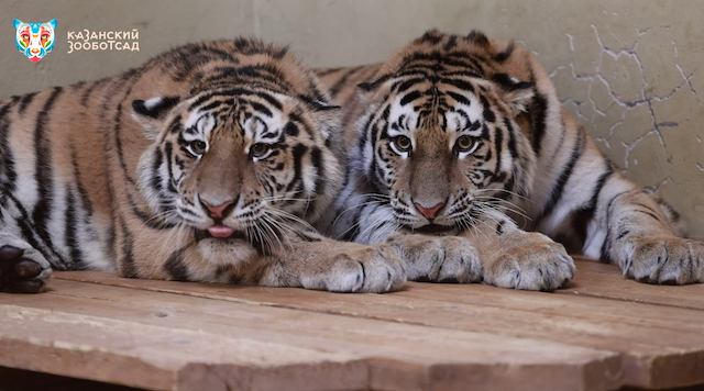 В Казани выбрали имена для спасенных тигров из Хабаровского края