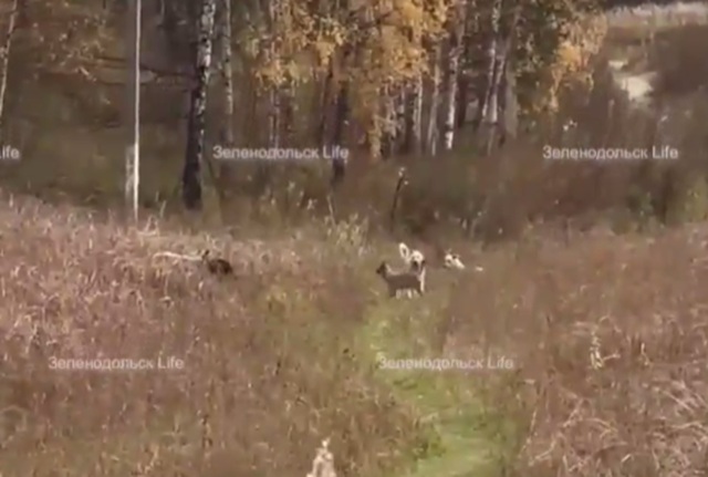 В Зеленодольске стая собак напала на взрослых с детьми