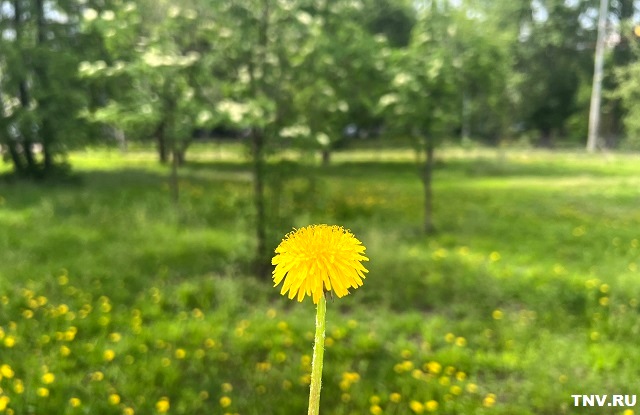 Сроки наступления метеорологического лета в Татарстане обозначил профессор КФУ