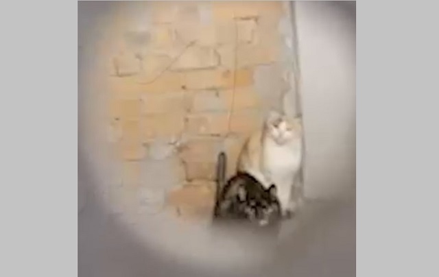 Запертых в кладовке 18 кошек и четырех собак спасли в казанском ЖК