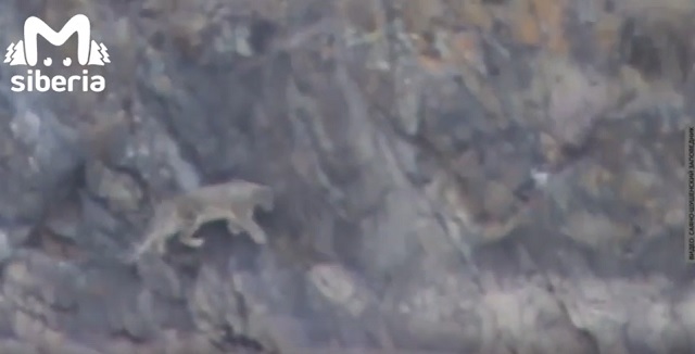 В Саяно-Шушенском заповеднике инспекторам удалось запечатлеть снежного барса