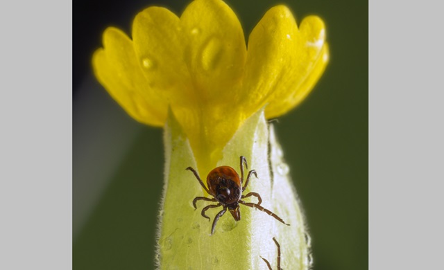 Жителям Татарстана разъяснили, что делать при укусе клеща