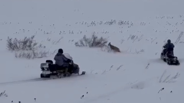 «Второе рождение»: как косуля чудом выжила в сугробе под Свияжском