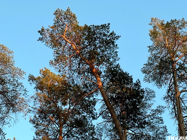 Экстренная информация: в Татарстане объявили высокую пожарную опасность лесов