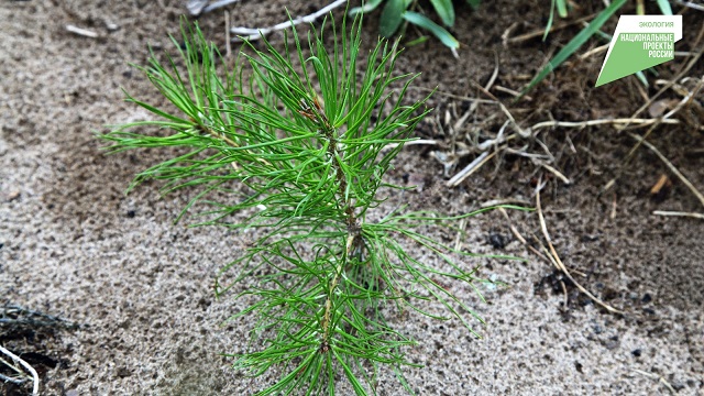 В Татарстане по нацпроекту «Экология» высадили лесные культуры на площади 1 521 га