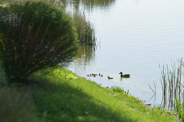 Первый в Татарстане орнитологический маршрут открыли на озере Кабан в Казани