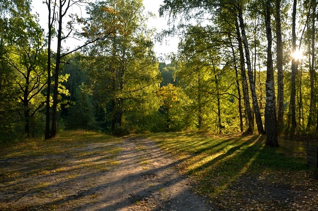 Лесной массив в Сабинском районе РТ объявили памятником природы регионального значения
