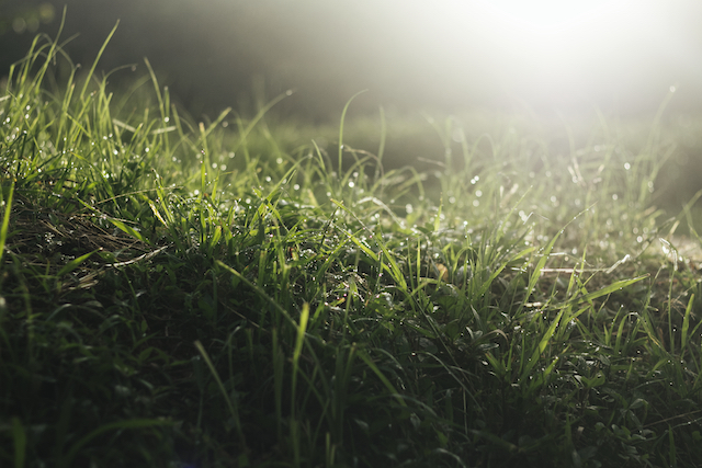 Осенние работы в саду: агроном рассказал, как подготовить газон и грядки к зиме