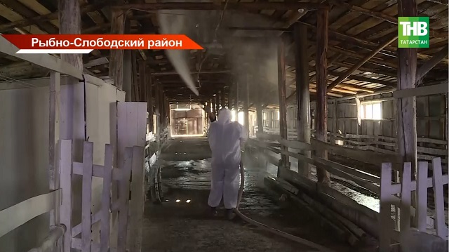 Миллионные убытки от бруцеллеза подсчитывают в Татарстане: откуда завезли и как защититься?