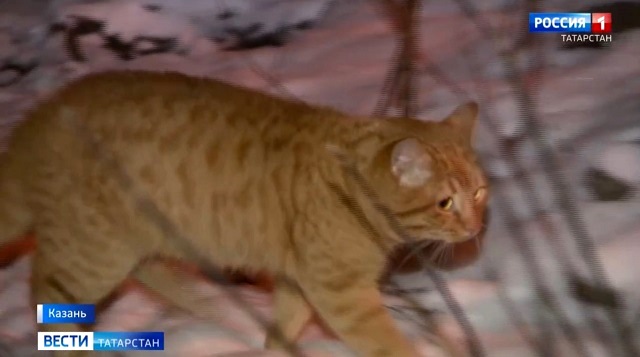 В Казани спасли кошек, замурованных в подвале работниками ЖЭУ 