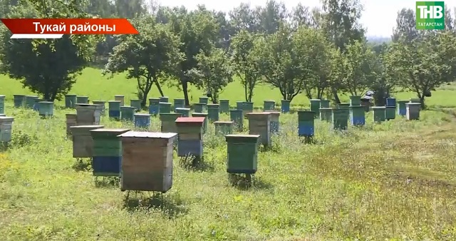 Умарталык урманга зыян саламы? Зәйдә умартачы эше мәхкәмәгә җитте