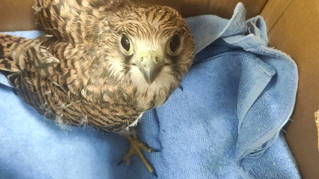 Раненую пустельгу спасли в одном из районов Казани