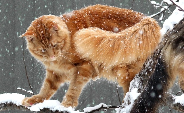 Метели и небольшое похолодание ожидаются в Татарстане 13 февраля