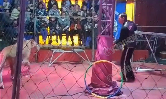 Видео: две львицы напали на дрессировщика во время представления