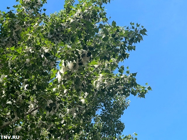 Названа главная опасность тополиного пуха