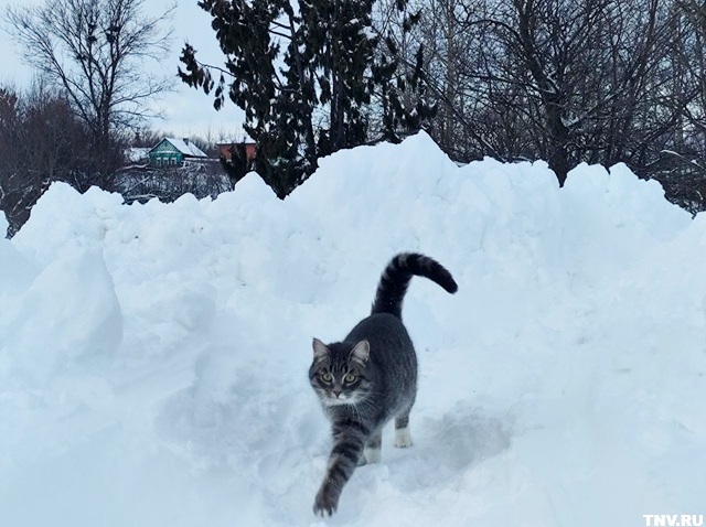 Рекордные 17 000 тонн снега: ждать ли новых обильных снегопадов в Татарстане?
