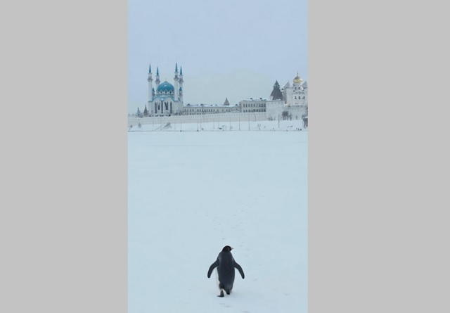 «Все равно на работу пойду»: Минниханов предупредил татарстанцев о снегопадах с помощью мема с пингвином