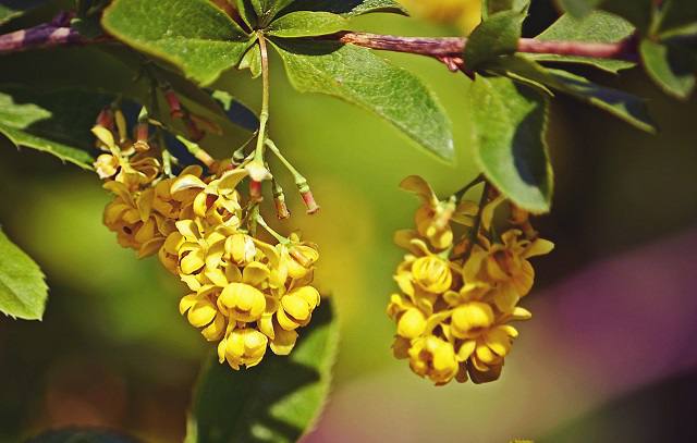 Татарстанда чәчәк ату чоры башланды. Аллергиясе булганнарга ничек сакланырга?
