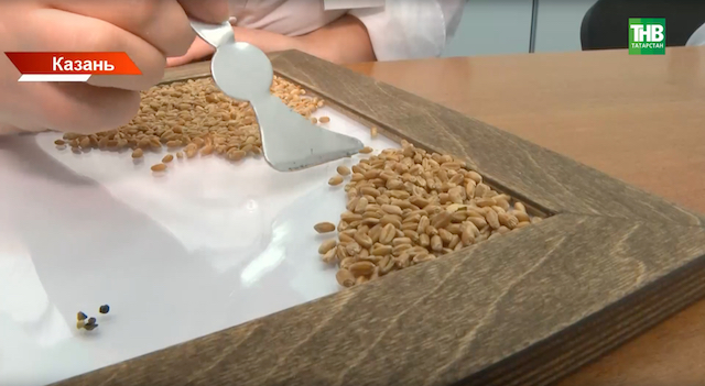 Новый урожай пшеницы в Татарстане проходит строгую проверку качества