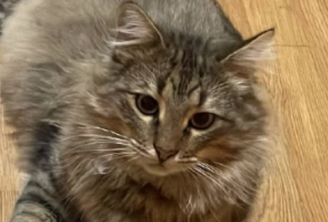 Боец из Татарстана спас котенка в зоне СВО