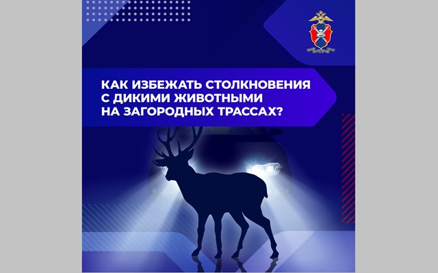 Как избежать столкновения с дикими животными на трассах: лайфхаки от ГАИ