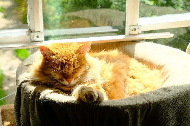 Доцент КФУ: июнь станет пятым подряд аномально теплым месяцем в этом году