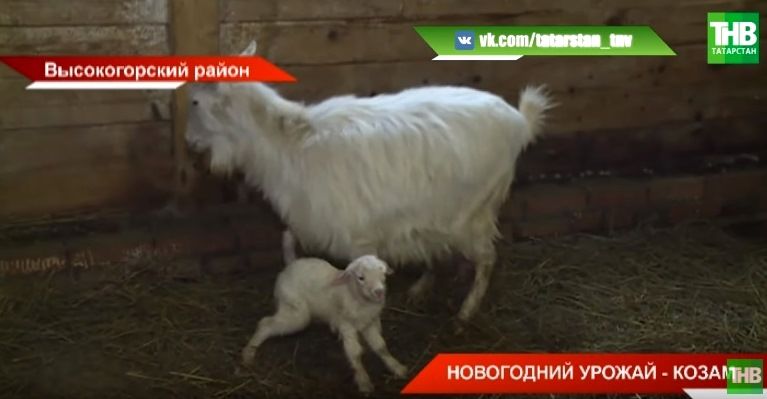 "На съедение козам": новогодние елки отправились на вкусную переработку (ВИДЕО)