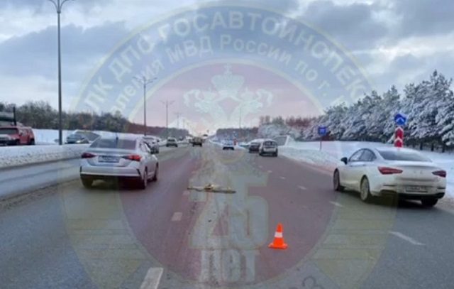 В Казани разыскивают автомобилиста, насмерть сбившего молодую косулю