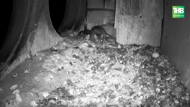 Тычкан бизгәген йоктырмас өчен нишләргә?