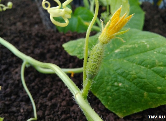 Садоводам Татарстана рассказали, когда сажать в открытый грунт капусту, тыкву, кабачки