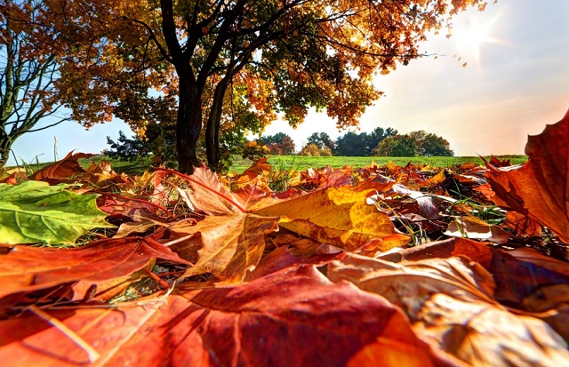 Стало известно, как долго продлится классическое бабье лето в Татарстане 