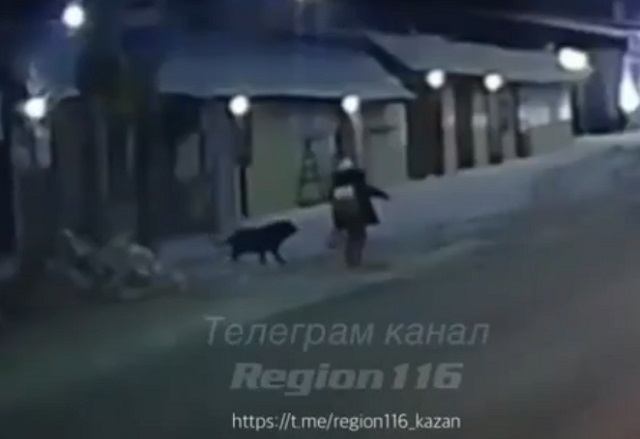 Автомобилист спас школьницу от разъяренной собаки под Казанью – видео