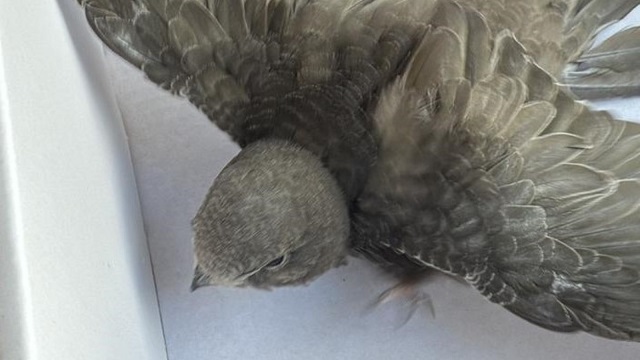 Прыгал у проезжей части: казанцы спасли стрижонка с поврежденным крылом