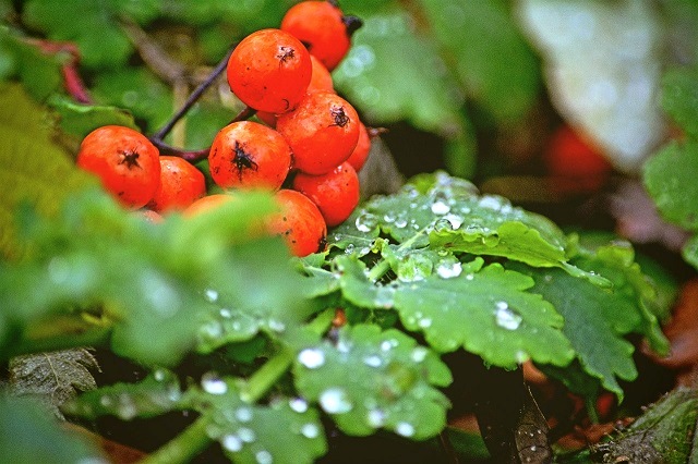 Татарстанда октябрьнең беренче көне яңгырлардан башланачак