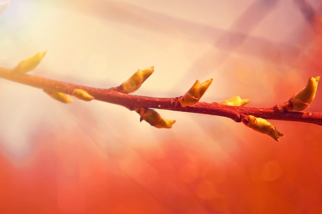 Гидрометцентр: мартовское тепло в России может достичь +27 градусов