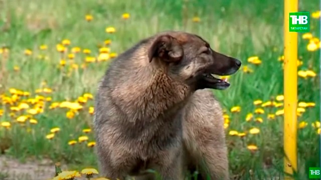 Власти Татарстана смягчили требования к численности бродячих животных