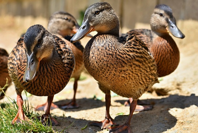 В Татарстане стартует сезон охоты на водоплавающую дичь
