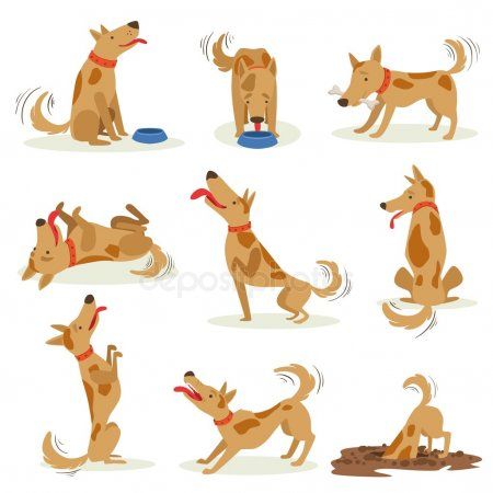 История одного кинолога: как выдрессировать собаку и зарабатывать на этом в Казани (ВИДЕО)