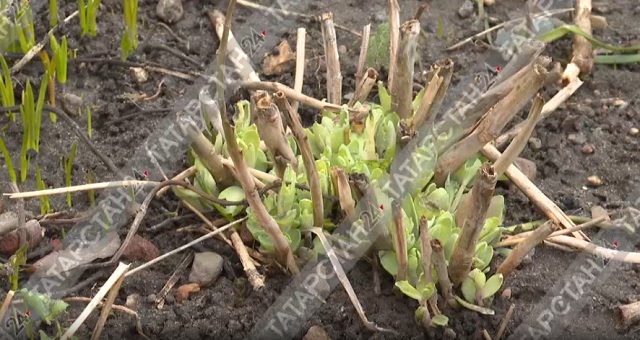 В Казани из-за аномального тепла распустились цветы