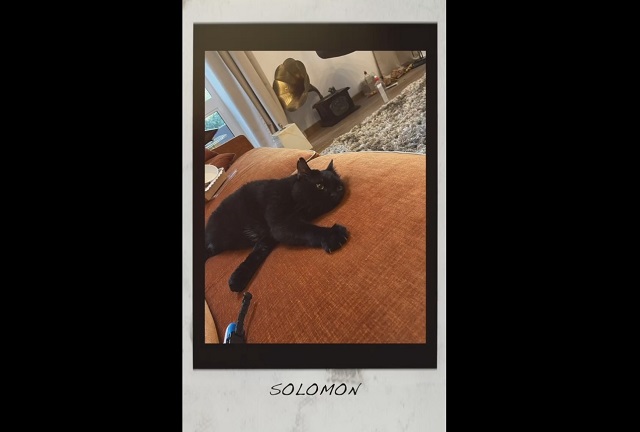 Простившийся с котом Соломоном Дима Билан призвал поклонников не дарить ему животных