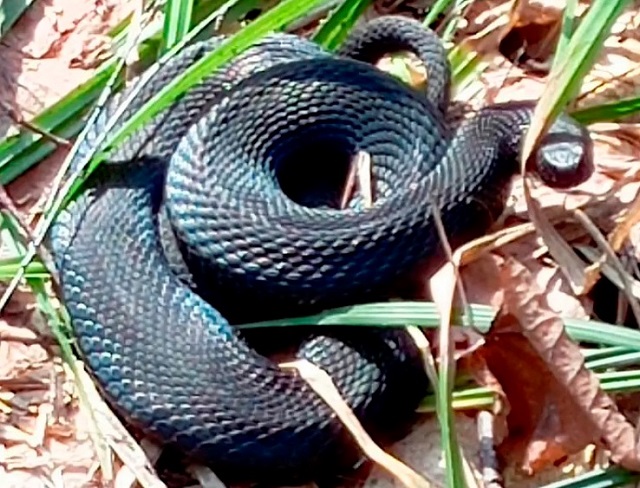 «Аж жутко стало»: в Татарстане на прогуливавшегося в лесу мужчину напала гадюка