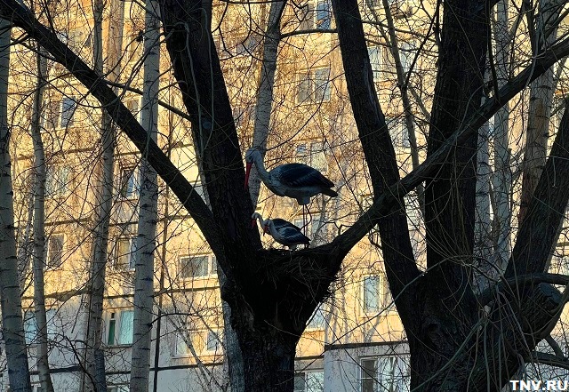 Завершение марта будет жарким: прогноз Гидрометцентра Татарстана 