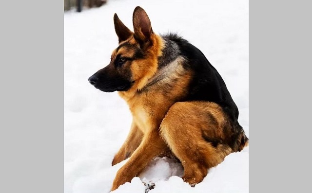 «С ДР, Собака сутулая»: компания из Казани планирует запатентовать забавные подписи к сувенирам