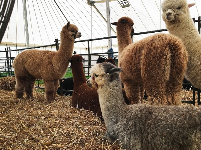 В казанском парке альпак обнаружили нарушения содержания животных