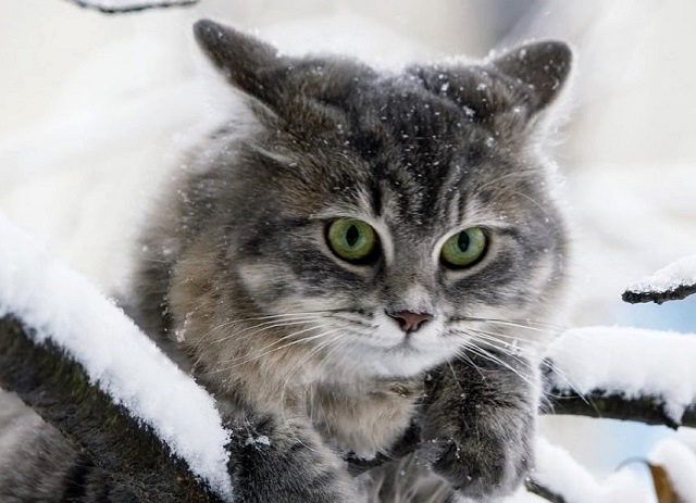 Ноябрьнең соңгы шимбәсендә -8 градуска кадәр суытачак