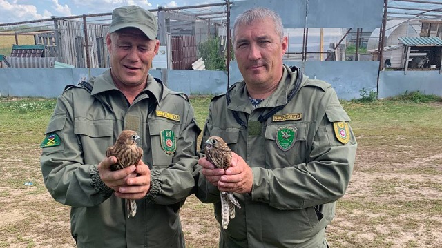Шесть птенцов краснокнижной пустельги выпустили на волю в Татарстане